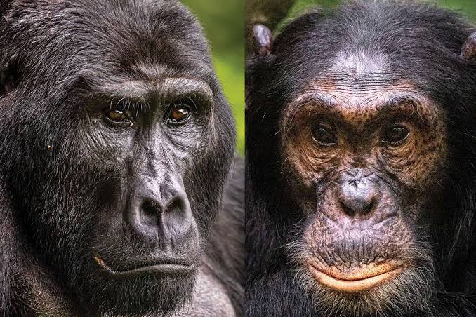 Gorillas vs Chimpanzees
